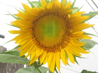Sunflower Glory