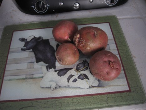 Four Organic Red Potatoes washed and scrubbed, buds removed