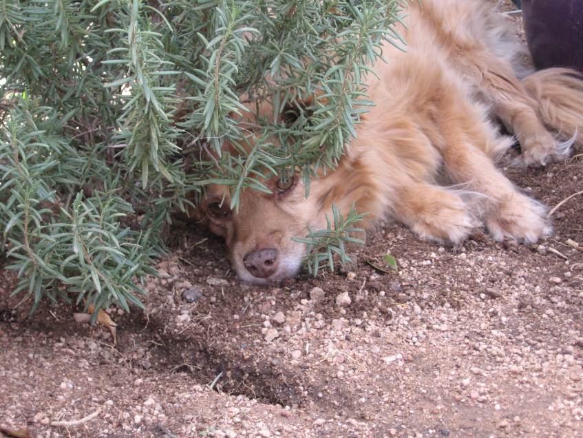 Little Red-Haired Girl sniffin rosemary
