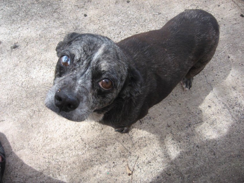 Gertis-The-Mertis-Turtle