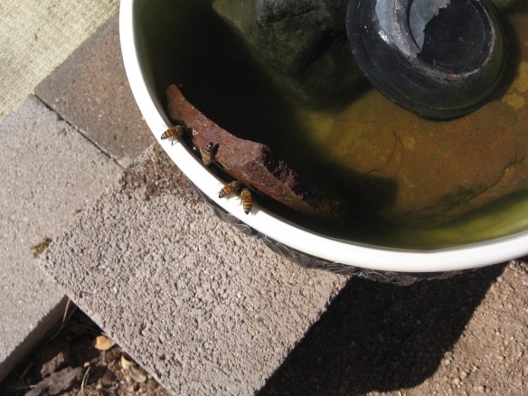 birds,bees,flowers trees