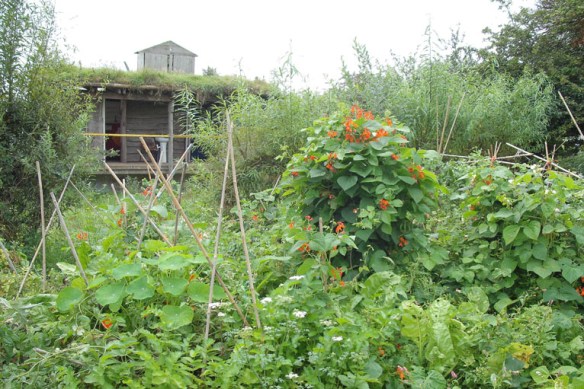 Permaculture Garden