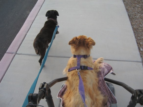 Little Red-Haired Girl taking her new wheels out for a try. Gertie taking the lead. 