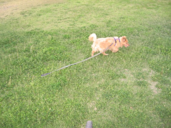 free at last, free at last