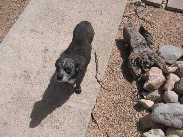 Gertis The Mertis Turtle