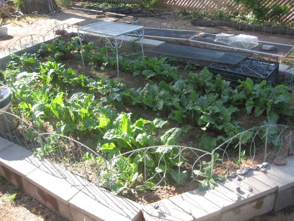 how does your garden grow