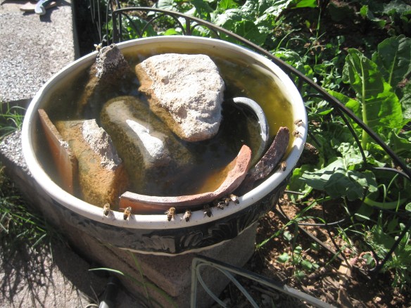 Happy Hour at the Bee Trough Bar
