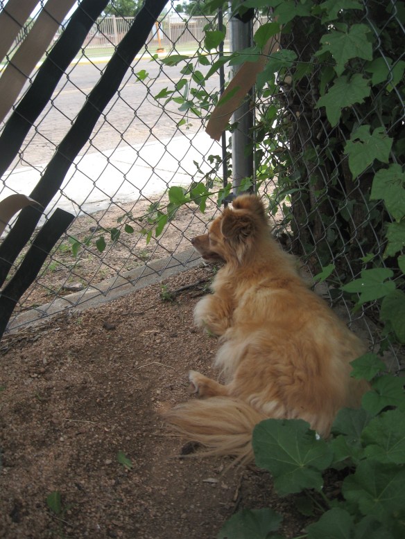 Little Red-Haired Girl and her peep spot