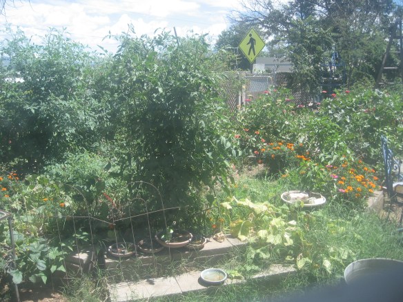 First-Do-No-Harm, Front Yard Farm(acy)
