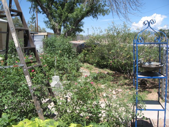 First-Do-No-Harm, Front Yard Farm(acy)