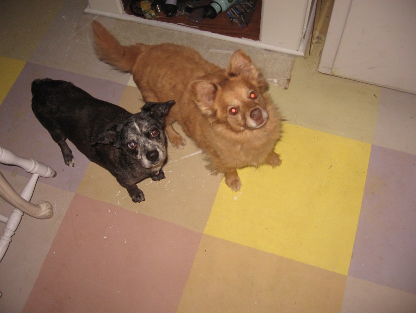 The girls, her puppies, Thanksgiving day, is it soup yet?