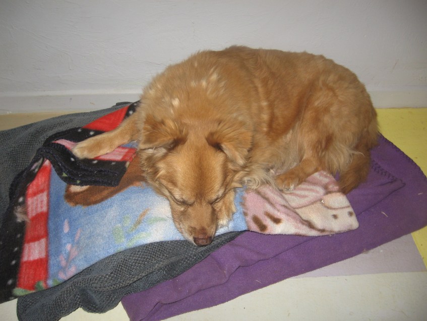 not stuffed with turkey