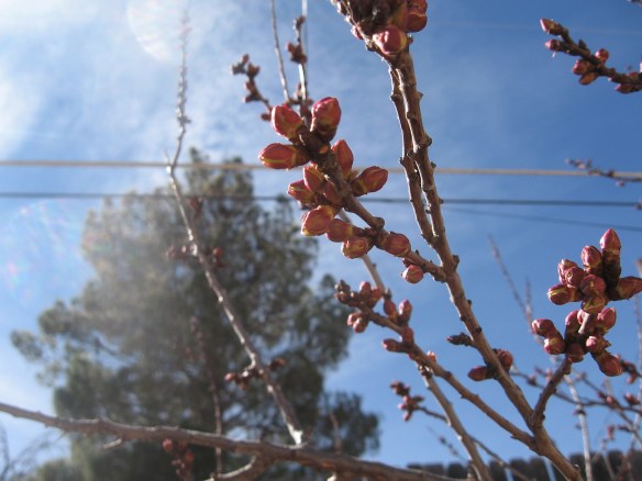 Apricot tree flower buds
