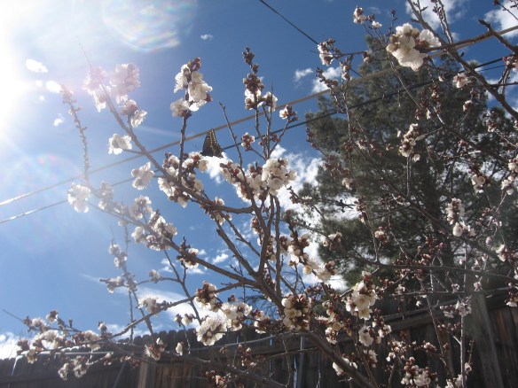 Apricot tree in full bloom and full of bees and butterflies