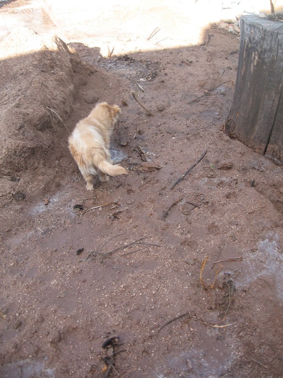 watered in and waiting for possible rain before adding the rest of the dirt