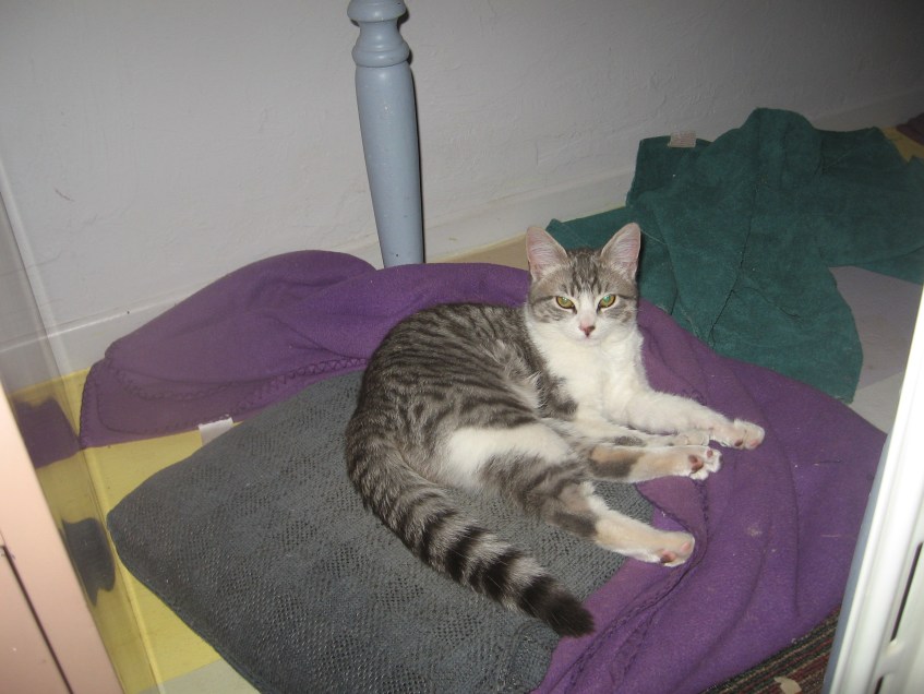 Christy Kitty now Lucy