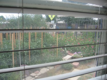 The Garden view from the sewing machine station in the living room