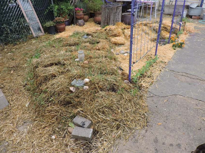 Hugelkultur, soil building, front yard farming