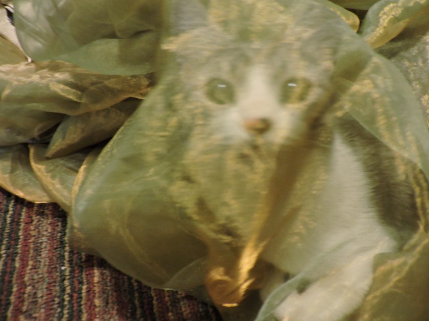 Lucy playing in the sheers